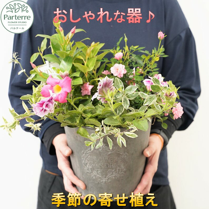 【ふるさと納税】 花屋 が贈る 季節 の 寄せ植え 鉢 日付指定可能 記念日 誕生日 結婚記念日 バレンタイン ホワイトデー 卒業祝い 入学式祝い 母の日 敬老の日 正月 還暦 古希 喜寿 ギフト おしゃれ 花苗 観葉植物 ガーデニング 鉢植え 花工房パルテール