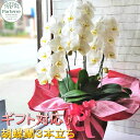 【ふるさと納税】花 豪華ラッピングでお届け 胡蝶蘭3本立ち 生花 名入れ 結婚記念日 お祝い 開店祝い 記念日 プレゼント 父の日 卒業祝い 入学祝い ゴージャ...