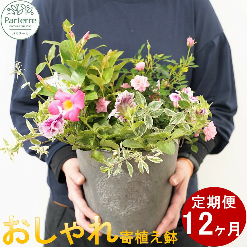 定期便/12ヶ月 花 季節の寄せ鉢 パルテール便り付き お祝い 記念日 贈り物 プレゼント ガーデニング 園芸 おしゃれ 寄せ植え 花工房パルテール