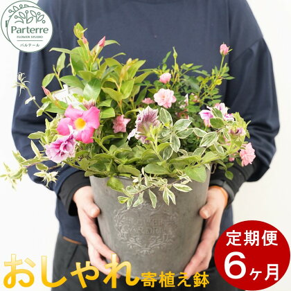 【定期便 6ヶ月】花 季節の寄せ鉢 パルテール便り付き 鉢植え 寄せ植え お祝い 記念日 贈り物 プレゼント 花工房 パルテール