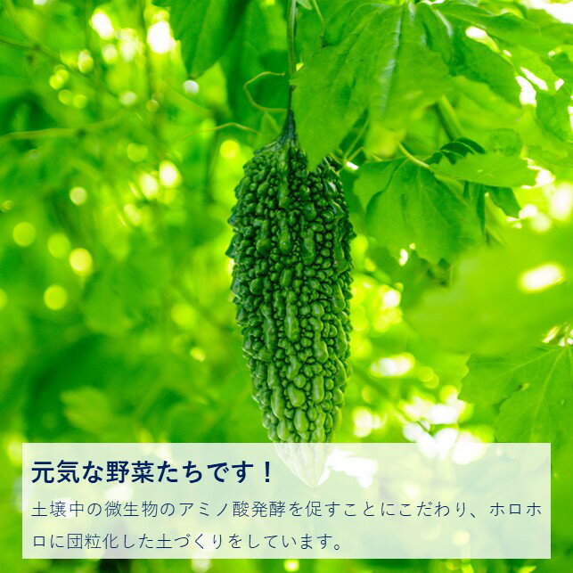 【ふるさと納税】予約受付 ＼2024年7月発送開始予定／ 収穫したての 新鮮野菜 ！ オーガニック 野菜セット 6～8品 農家 採れたて こだわり 神楽農園