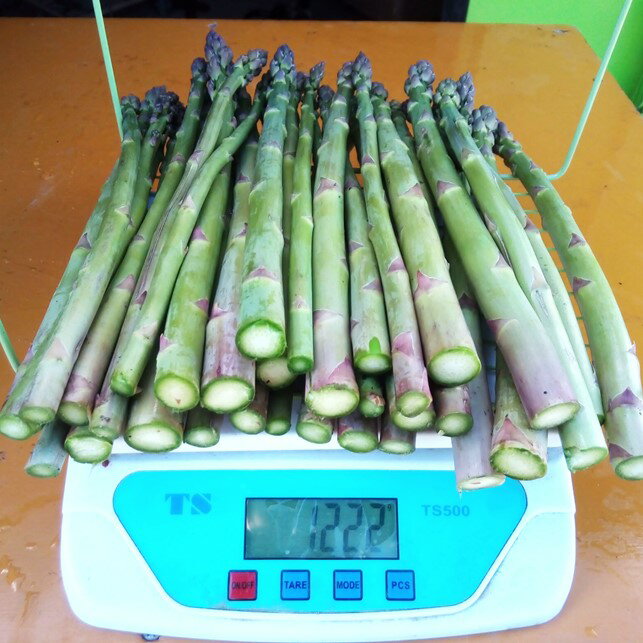 【ふるさと納税】 予約受付！5月初旬頃から順次発送！採りたて 春の アスパラガス 約1.2kg＆オリジナル 保冷 エコバック セット 新鮮 野菜 グリーン アスパラ 産地直送 岩手県 北上市産 不揃い サイズ アスパラ王子 石井建一 岩手県 北上市 D0433 春野菜