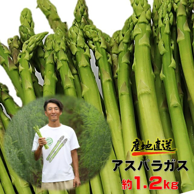 予約受付【 5月初旬～6月初旬発送予定】採りたて 春の アスパラガス 約 1.2kg 新鮮 野菜 グリーン アスパラ 産地直送 岩手県 北上市 数量限定 アスパラ王子 石井建一