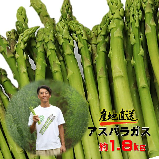 予約受付【5月初旬～6月初旬発送予定】採りたて 春の アスパラガス 約1.8kg 新鮮 野菜 グリーン アスパラ 産地直送 アスパラ王子 石井建一