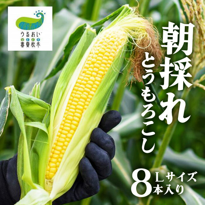 ★予約受付★2024年8月上旬より順次発送予定！甘～い！北上産★朝採れとうもろこし 8本セット もろこし コーン ジューシー 野菜 大きめ サイズ 採れたて うるおい春夏秋冬