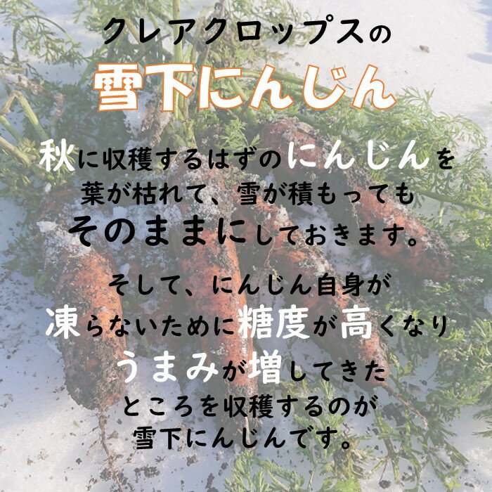 【ふるさと納税】 雪国のあまーい 雪下 にんじん 約10kg 人参嫌いの息子のために開発！新鮮 野菜ステック サラダ雪の下 甘い 人参 クレアクロップス