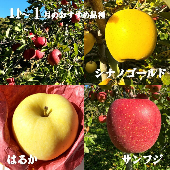 【ふるさと納税】 ＼ 順次発送 りんご ／旬を彩るおまかせパック 【 家庭用 】 2.5kg〜5キロ 林檎 リンゴ 国産 東北 岩手 産地直送 送料無料 訳あり フルーツ 果物 岩手県 北上市 金鈴園 ふるさと納税 限定 季節限定 秋 冬