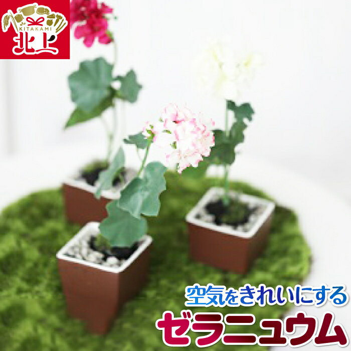 【ふるさと納税】空気をキレイにするお花 ゼラニュウム アートフラワー 除菌 消臭 光触媒 水やり不要 ...