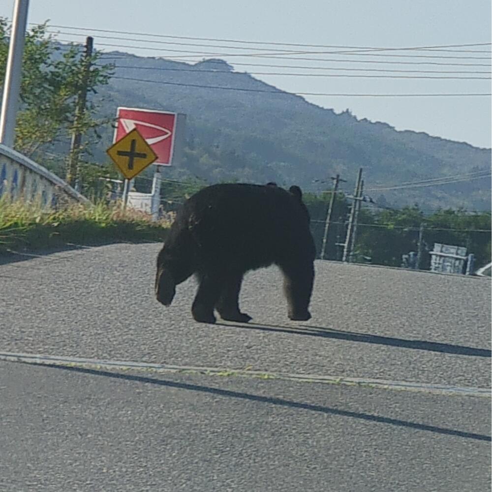 【ふるさと納税】熊などの被害対策への緊急支援 ※返礼品なし※ f032077-kuji-10001156 岩手県久慈市 サンプル画像3
