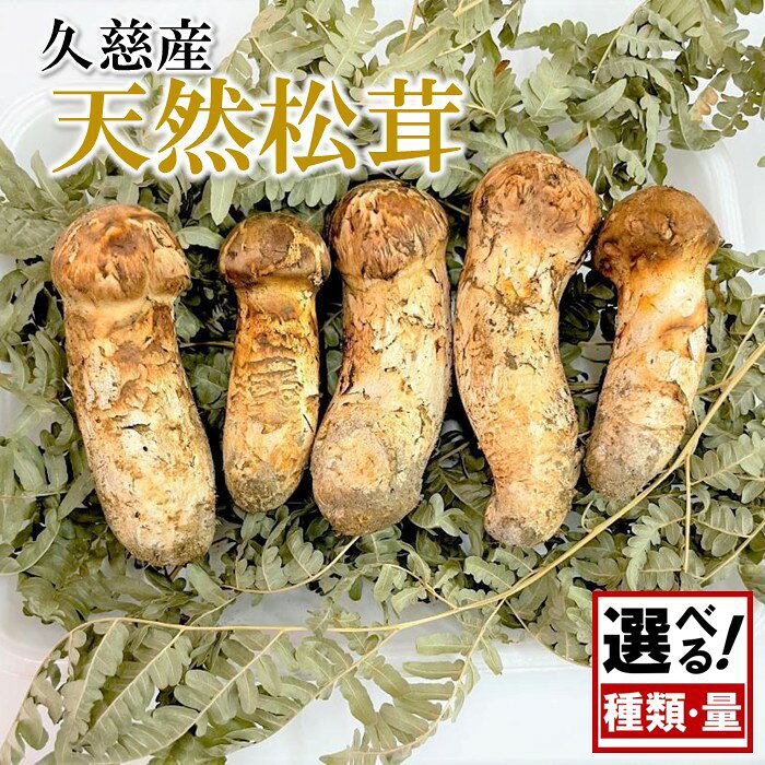＼種類・内容量が選べる!/季節限定 「久慈産天然松茸」冷蔵 100g〜1kg 訳あり 規格外 ひらき ころ つぼみ おためし 選別 特選 おまかせ ミックス まざり 希少 きのこ 王様 松茸 産地直送 収穫次第即発送