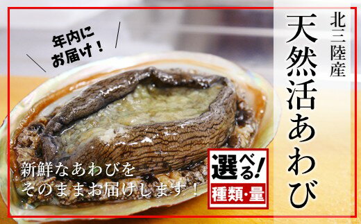 ＼年内お届け!量・処理済も選べる/ ★産地直送★ 「北三陸産天然あわび」鮑 アワビ 魚介 選べる 300g 500g 海鮮 冷蔵 刺身 お祝い 産地直送 三陸 岩手