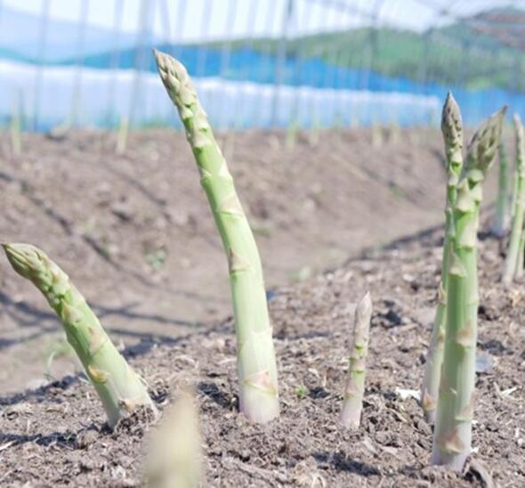 【ふるさと納税】アスパラガス 500g 岩手県 遠野市 産 採れたて グリーン アスパラ 新鮮 L / 2L サイズ 混載 太い 甘い 生 アスパラガス こんたでぃーの遠野 6月 発送 先行 予約 農家直送