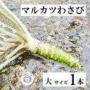 56位! 口コミ数「0件」評価「0」マルカツ わさび 大 サイズ 1 本 令和 4年 岩手県 わさび 根わさび 品評会 最優秀賞 受賞 遠野市 産 新鮮 太い 生 こんたでぃー･･･ 