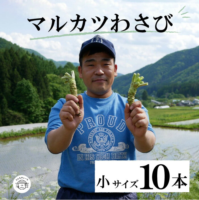 【ふるさと納税】マルカツ わさび 小サイズ 10本 真空 根わさび 令和4年 岩手県 品評会 最優秀賞 受賞 遠野市 産 新鮮 太い 生 こんたでぃーの遠野