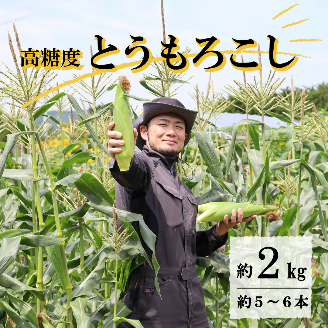 とうもろこし 先行予約 高糖度 ゴールドラッシュ 約 2kg L サイズ 5~6本 2024年 7月 ~ 8月 発送予定 岩手県 遠野市 菊池一真 農家直送 産地直送 朝採り 甘い コーン 夏 野菜 トウモロコシ 数量限定 送料無料