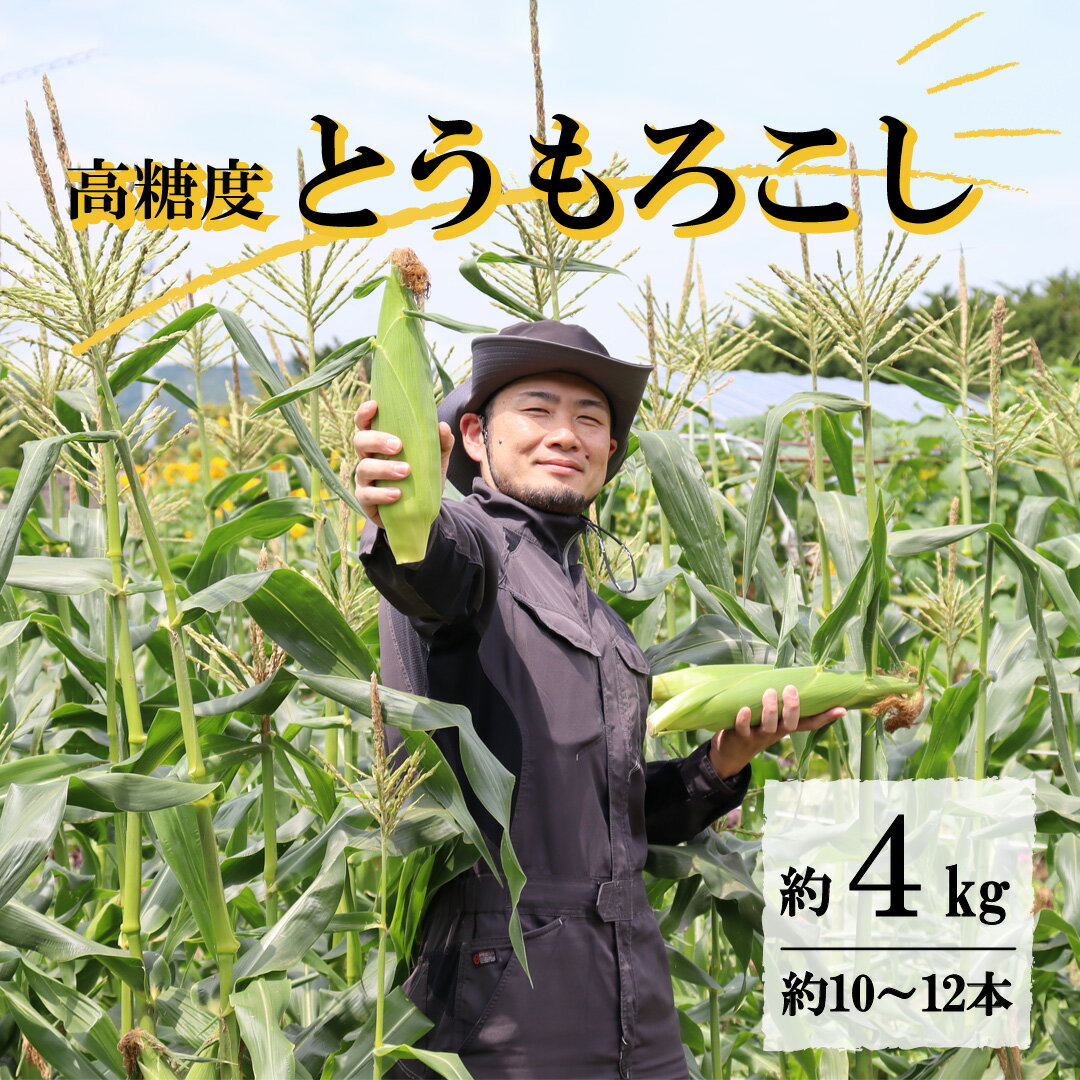 とうもろこし 先行予約 高糖度 ゴールドラッシュ 約 4kg L サイズ 10~12本 2024年 7月 ~ 8月 発送予定 岩手県 遠野市 菊池一真 農家直送 産地直送 朝採り 甘い コーン 夏 野菜 トウモロコシ 数量限定 送料無料