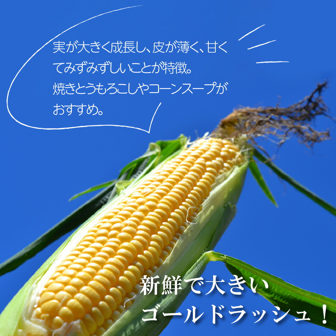 【ふるさと納税】とうもろこし 先行予約 高糖度 ゴールドラッシュ 約 2kg L サイズ 5~6本 2024年 7月 ~ 8月 発送予定 岩手県 遠野市 菊池一真 農家直送 産地直送 朝採り 甘い コーン 夏 野菜 トウモロコシ 数量限定 送料無料