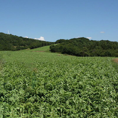 【ふるさと納税】【岩手県 遠野産】菊池農産の干し大根(切り干し)40g×30袋 / 道の駅遠野風の丘【1532264】