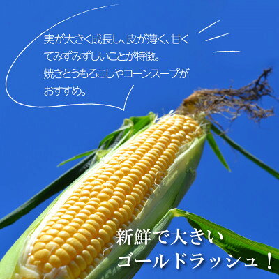 【ふるさと納税】【先行予約】菊池一真の とうもろこし ゴールドラッシュ 約2kg 【2026年7月下旬～発送】【配送不可地域：離島】【1579762】