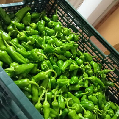 【ふるさと納税】パドロン 500g/1kg/2kg おつまみ 野菜 岩手県 遠野市 こんたでぃーの遠野【配送不可地域：離島】【G1647117】