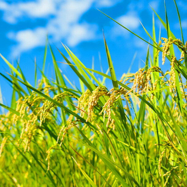 【ふるさと納税】先行予約 令和4年度産米 有機栽培米「コシヒカリ」 5kg、自然栽培米「ササニシキ」5kg セット