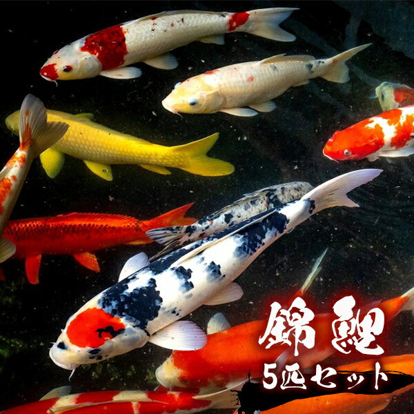 錦鯉 ミックス 5匹セット（15cm前後）柄おまかせ ニシキゴイ ペット 鑑賞 魚 