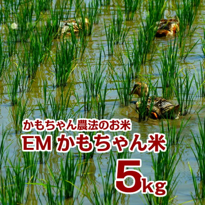 令和5年産 EMかもちゃん米 5kg 選べる 玄米 精米 ミルキークイーン