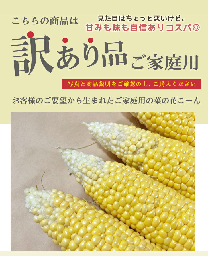 【ふるさと納税】朝採れ とうもろこし【訳あり】菜の花こーん B3L～B2Lサイズ 8〜10本 ≪先行予約 2024年7月下旬〜 順次発送≫