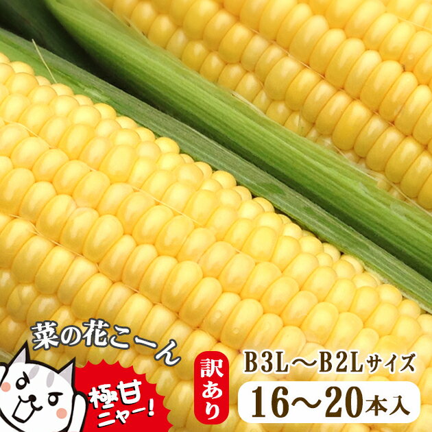 【ふるさと納税】朝採れ とうもろこし【訳あり】菜の花こーん B3L～B2Lサイズ 16〜20本 ≪先行予約 2024年7月下旬〜 順次発送≫