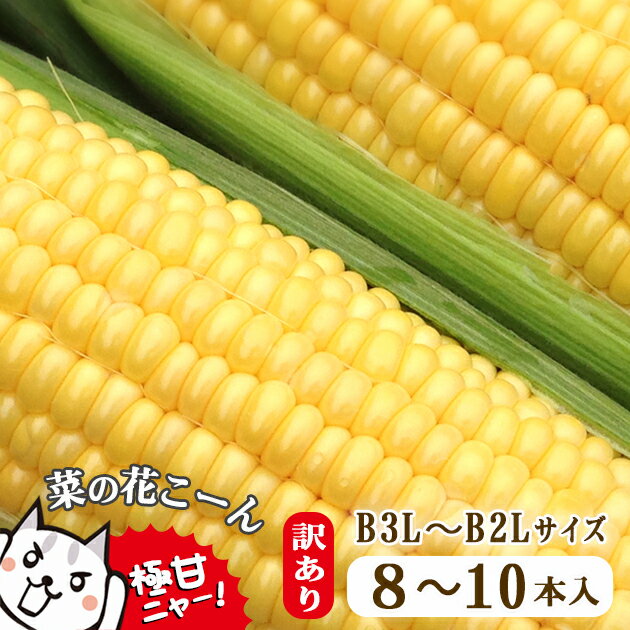 【ふるさと納税】朝採れ とうもろこし【訳あり】菜の花こーん B3L～B2Lサイズ 8〜10本 ≪先行予約 2024...