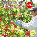 【ふるさと納税】家庭用 りんご 北斗 約5kg リンゴ 林檎 果物 フルーツ 岩手県 一関市 ≪先行予約10月中旬頃~順次発送≫