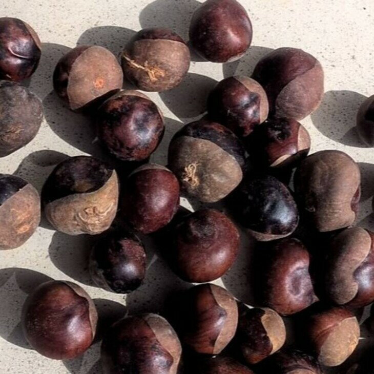 大自然で育った とちの実 1kg 栃の実 トチノミ 一関市 岩手県