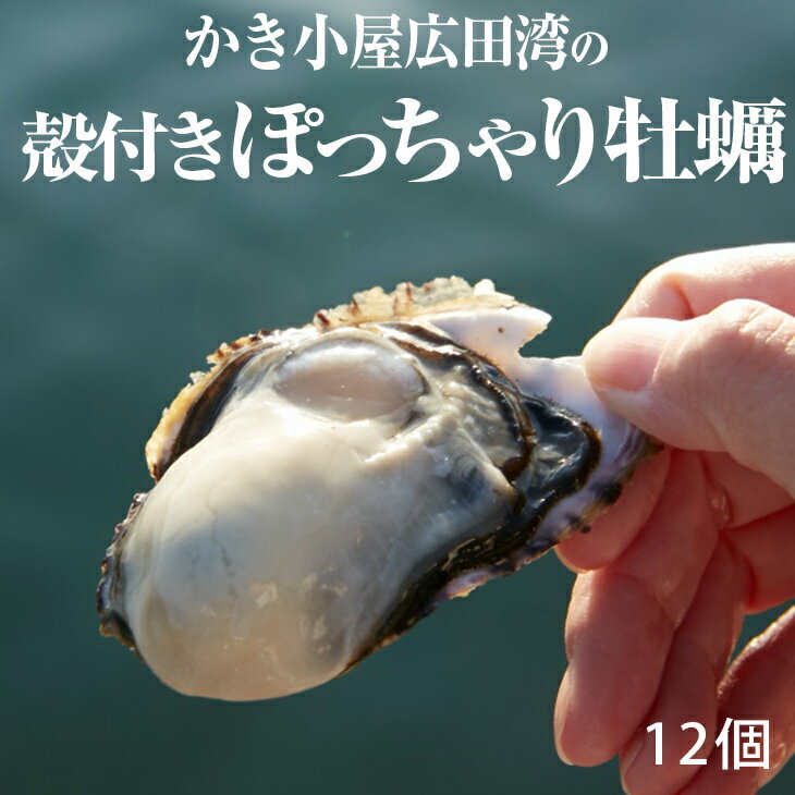 牡蠣 殻付き 生食(12個)かき小屋 広田湾 海産物 海鮮 冷蔵 かき カキ 鍋 牡蠣鍋 陸前高田 岩手 [2023.11月より出荷開始]