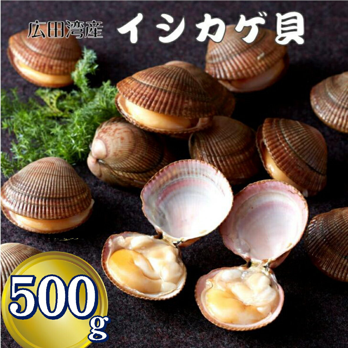 【ふるさと納税】《先行予約》 高級 幻の貝 イシカゲ貝 500g (7〜9個)【期日指定不可】【 希少 貝 魚貝類 海産物 新鮮 貴重 旬 刺身 ボイル 殻付き 人気 おすすめ お取り寄せ リピート おためし 料理 冷蔵 国産 岩手 陸前高田 広田湾 】 2025年6月下旬〜順次発送予定