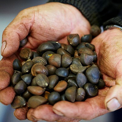 【ふるさと納税】 ヘアオイル 1本(60ml）三陸椿髪油 椿油 無香料 美容 ヘアケア ギフト オイル 椿 つばき プレゼント 洗い流さない トリートメント