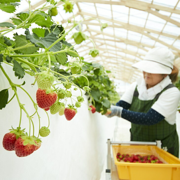 【ふるさと納税】先行予約 四季成り いちご 2種 食べ比べ 400g ( 200g × 2パック ) 品種 おまかせ 〈 なつあかり 信大BS8-9 夏の輝 夏のしずく すずあかね 〉（2024年6～12月発送予定）【 詰め合わせ ギフト イチゴ 苺 ストロベリー 岩手 陸前高田 リアスターファーム 】