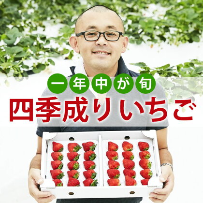 四季成り いちご 400g 品種 おまかせ 1種類 〈 なつあかり 信大BS8-9 夏の輝 夏のしずく すずあかね 〉（2024年1～5月発送）【 イチゴ 苺 ストロベリー フルーツ 果物 岩手 陸前高田 リアスターファーム 】