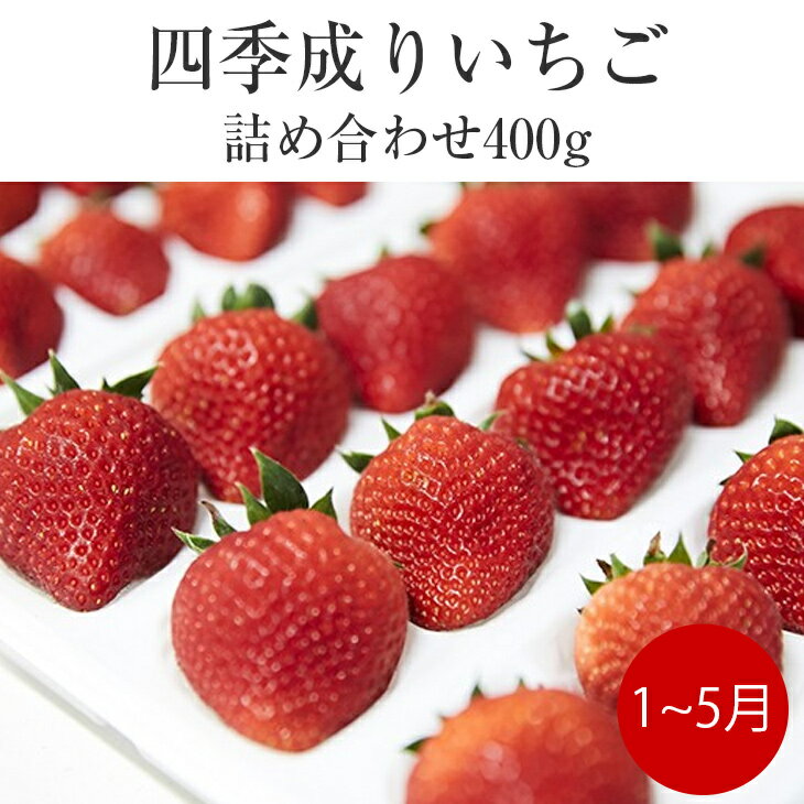 【ふるさと納税】 四季成り いちご 2種 食べ比べ 400g 200g 2パック 品種 おまかせ なつあかり 信大BS8-9 夏の輝 夏のしずく すずあかね 2024年1～5月発送 【 詰め合わせ ギフト イチゴ 苺 ス…