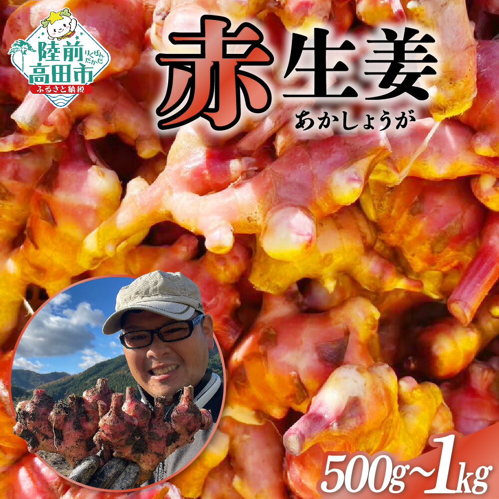 【ふるさと納税】希少品種 赤生姜 内容量が選べる 500g 1kg [ 生姜 しょうが ショウガ ジンジャー 野菜 旬 調味料 薬味 料理 生姜焼き 煮魚 甘酢...