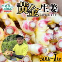 【ふるさと納税】黄金生姜 内容量が選べる 500g 1kg [ 生姜 しょうが ショウガ ジンジャー 野菜 旬 調味料 薬味 料理 生姜焼き 煮魚 甘酢漬け ガ...