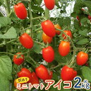 【ふるさと納税】訳あり ミニトマト アイコ 約2kg 野菜 トマト ご家庭用 二戸市産 岩手県産 冷蔵 送料無料 【2025年7月中旬~8月下旬に順次発送予定】