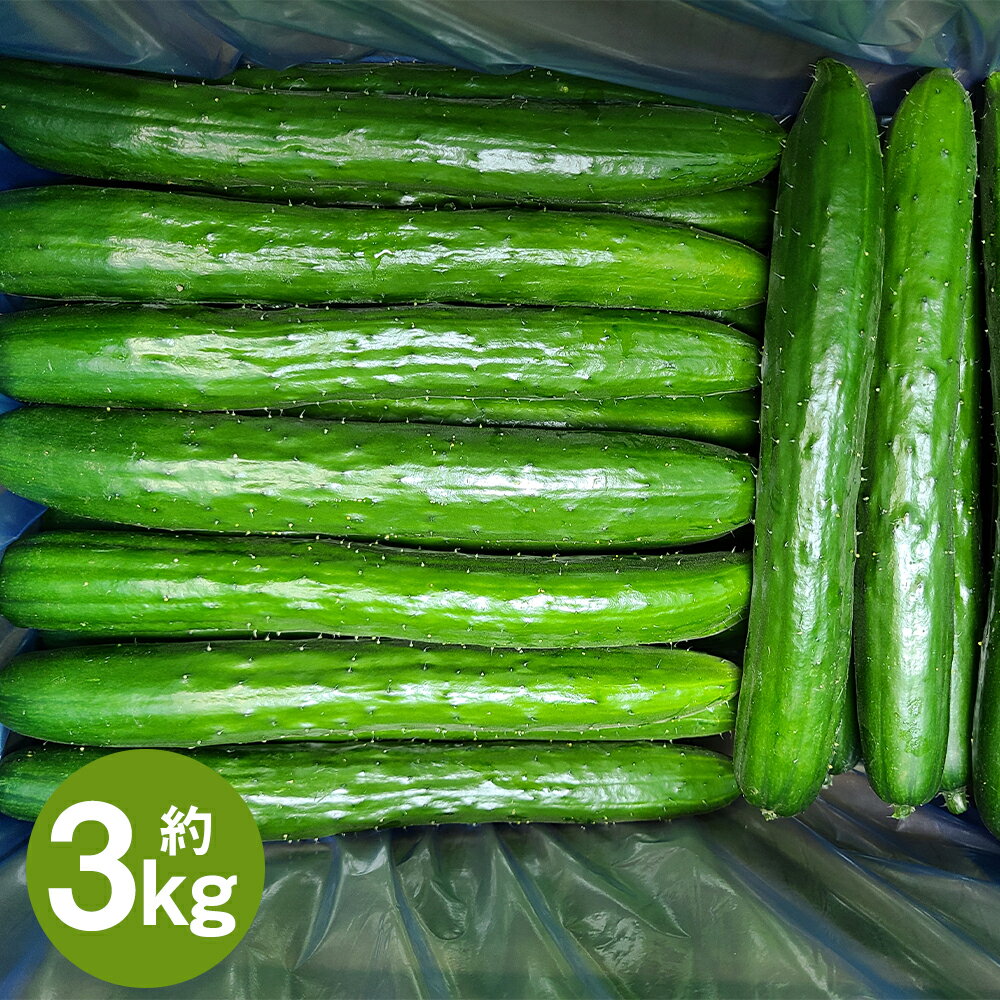 【ふるさと納税】岩手にのへきゅうり 厳選品 A品 約3kg 約30本前後入り 胡瓜 野菜 きゅうり 二戸市産 岩手県産 国産 送料無料【2024年6月下旬～9月下旬に順次発送予定】