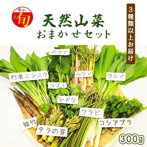 【ふるさと納税】 期間限定 天然山菜 食べ比べ セット 約 300g ／ じじちゃん 天ぷら 春 旬...