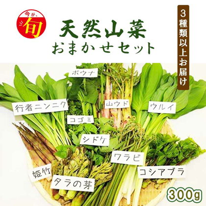 期間限定 天然山菜 食べ比べ セット 約 300g ／ じじちゃん 天ぷら 春 旬 山菜 こごみ しどけ ぼうな たらの芽 こしあぶらうど わらび うるい 姫竹 和え物 おひたし サラダ 天ぷら おかず 天然 グルメ 春の味覚 春の味 岩手県 八幡平市 産地直送 送料無料