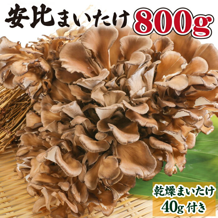 生 まいたけ 丸ごと 一株 & 乾燥 まいたけ / 安比まいたけ 舞茸 マイタケ きのこ キノコ 茸 野菜 贈り物 贈物 プレゼント 贈答用 自宅用 家庭用 味噌汁 炊き込みご飯 カレー シチュー 天ぷら 天婦羅 お吸い物 炒め物 岩手県 八幡平市 産地直送 送料無料