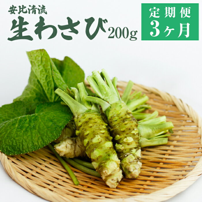 安比清流山葵園 国産 生わさび 200g 定期便 3ヶ月 ／ 総計 600g 生 わさび ワサビ 山葵 調味料 薬味 刺身 ステーキ 蕎麦 和え物 漬け物 刻み おろし 辛味 和食 wasabi お取り寄せ 寿司 新鮮 肉 料理 自宅用 定期 3回 産地直送 岩手県 八幡平市 送料無料