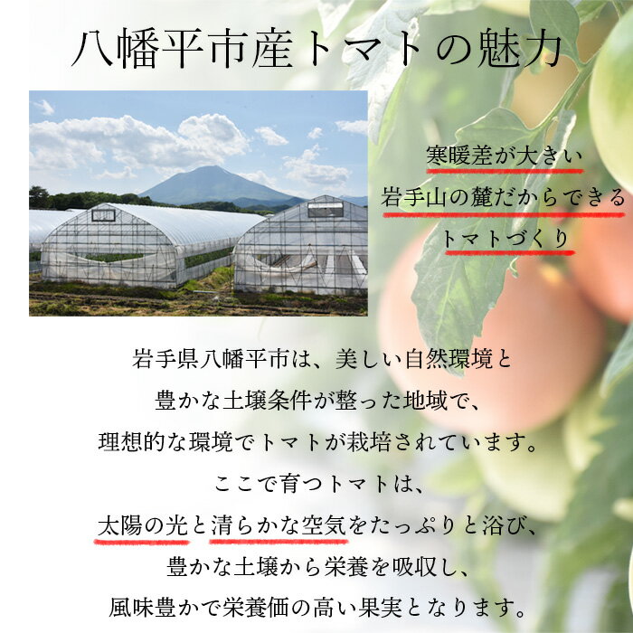 【ふるさと納税】 こだわり 大玉 トマト 約 2kg ／ とまと 新鮮 野菜 2キロ やさい 夏 旬 旬野菜 夏野菜 国産 国内産 季節限定 季節野菜 サラダ リコピン 生食 家庭用 自宅用 ソース お取り寄せ 取り寄せ 取寄せ 田村和大 東北 岩手県 八幡平市 産地直送 農家直送 送料無料