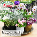 【ふるさと納税】 種類おまかせ！季節の花の苗 5個 以上 フラワーセット ／ 生花 苗 花 セット ガーデニング ガーデン プランター 葉物 植物 庭 花壇 寄せ植え 季節 花苗 苗物 鉢植え 園芸 おまかせ お任せ 庭いじり ベランダ フラワー 母 彩花園 岩手県 八幡平市 送料無料