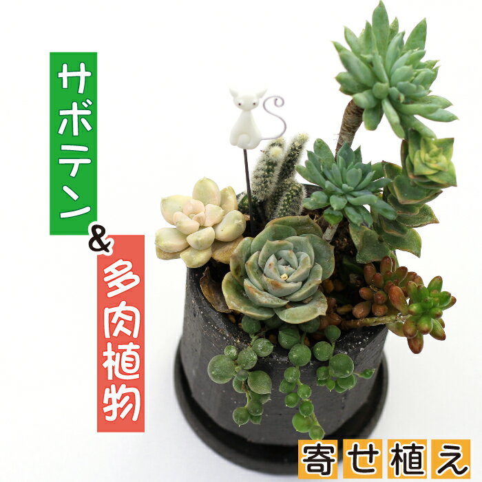 サボテン & 多肉植物 の 寄せ植え 黒ポット ピック付き / 観葉植物 植物 アレンジ インテリア 育てやすい 部屋 黒 黒系 オシャレ おしゃれ お洒落 ギフト プレゼント さぼてん かわいい 可愛い 雑貨 ピック 贈物 贈り物 彩花園 岩手県 八幡平市 送料無料