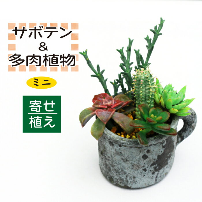 4位! 口コミ数「0件」評価「0」 サボテン ＆ 多肉植物 の 寄せ植え ミニ 黒ポット ／ 観葉植物 植物 黒系 アレンジ インテリア 育てやすい 部屋 園芸 オシャレ お･･･ 